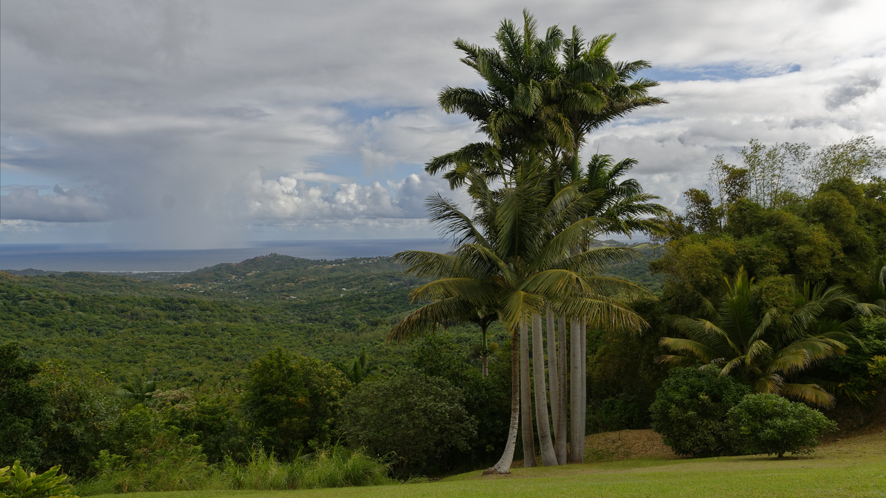 20190202-090205••Welchman Hall•Saint Thomas•Barbados